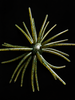 V&M The Thang sea urchin-style soft plastic bait