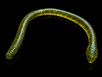 J-Mag Worm