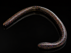J-Mag Worm