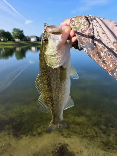 Bass caught on a sunny day at the pond