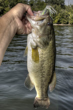 Load image into Gallery viewer, Pulse Swim Jig