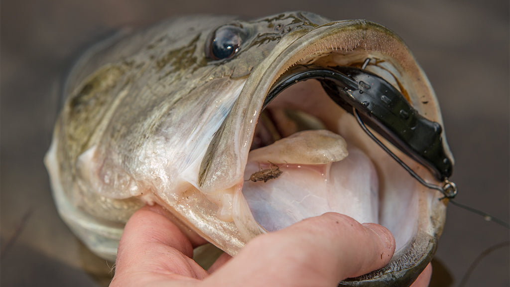 V&M Bayou Bullfrog Black